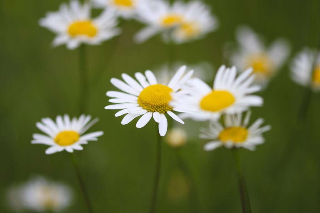 daisies, beautiful flowers, flower, flower background, garden, nature, blossom, bloom, flower wallpaper, spring, daisy, very beautiful